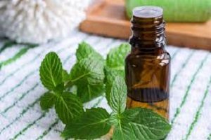 Cách đuổi chuột từ tinh dầu Cách đuổi chuột từ tinh dầu
